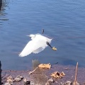 実際訪問したユーザーが直接撮影して投稿した上野公園湖沼 / 池不忍池の写真