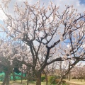 実際訪問したユーザーが直接撮影して投稿した八幡町公園武蔵野中央公園の写真