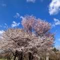 実際訪問したユーザーが直接撮影して投稿した真駒内緑町公園真駒内五輪記念公園の写真