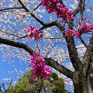 実際訪問したユーザーが直接撮影して投稿した常磐町公園常磐公園の写真