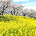 実際訪問したユーザーが直接撮影して投稿した丸の内公園町公園芦城公園の写真