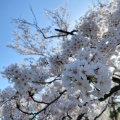 実際訪問したユーザーが直接撮影して投稿した丸の内公園町公園芦城公園の写真