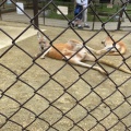 実際訪問したユーザーが直接撮影して投稿した東山元町動物園東山動植物園の写真