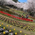 実際訪問したユーザーが直接撮影して投稿した別府公園別府公園の写真