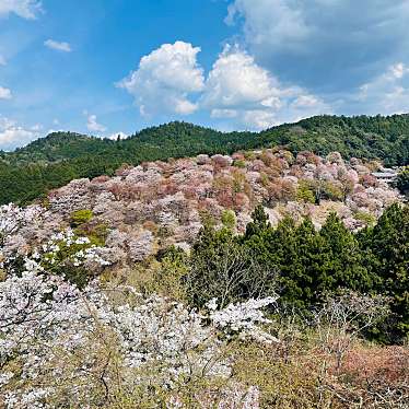 dan子tentenさんが投稿した吉野山神社のお店吉水神社/ヨシミズジンジャの写真