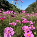 実際訪問したユーザーが直接撮影して投稿した神明町公園くりはま花の国の写真