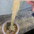 実際訪問したユーザーが直接撮影して投稿した大洲ラーメン / つけ麺福ちゃんラーメン屋台の写真