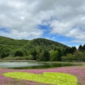 実際訪問したユーザーが直接撮影して投稿した本栖桜の名所富士芝桜まつりの写真