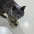 実際訪問したユーザーが直接撮影して投稿した寿町カフェ猫カフェ Moff animal cafe アリオ倉敷店の写真