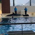 実際訪問したユーザーが直接撮影して投稿したあるかぽーと水族館 / アクアリウム市立しものせき水族館 海響館の写真