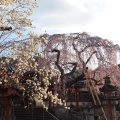 実際訪問したユーザーが直接撮影して投稿した春日野町神社氷室神社の写真