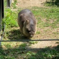 実際訪問したユーザーが直接撮影して投稿した綾羽動物園五月山動物園の写真