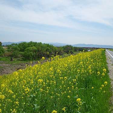 実際訪問したユーザーが直接撮影して投稿した八幡北浦自転車道京都八幡木津自転車道線の写真