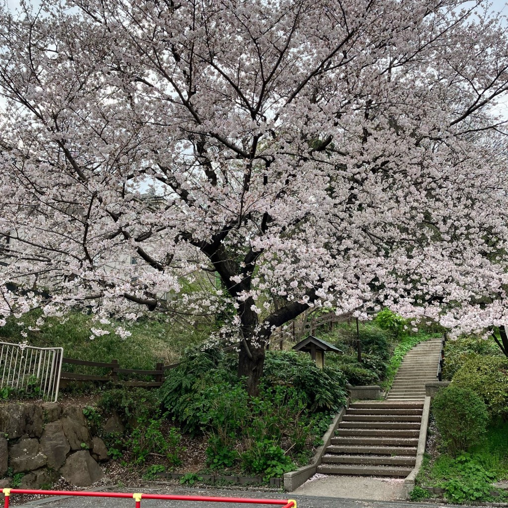 実際訪問したユーザーが直接撮影して投稿した馬場公園殿山公園の写真