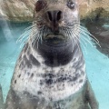 実際訪問したユーザーが直接撮影して投稿した瀬戸水族館 / アクアリウム城崎マリンワールドの写真