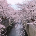 実際訪問したユーザーが直接撮影して投稿した上目黒橋目黒川 桜橋の写真