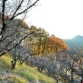 実際訪問したユーザーが直接撮影して投稿した三波川公園桜山公園の写真