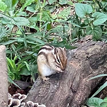 実際訪問したユーザーが直接撮影して投稿した見沼動物園りすの家の写真