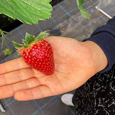 実際訪問したユーザーが直接撮影して投稿した内里菅井いちご狩りおさぜん農園の写真