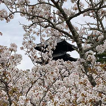 実際訪問したユーザーが直接撮影して投稿した御室大内桜の名所御室桜の写真