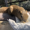 実際訪問したユーザーが直接撮影して投稿した槻谷動物園ぎふ金華山 リス村の写真