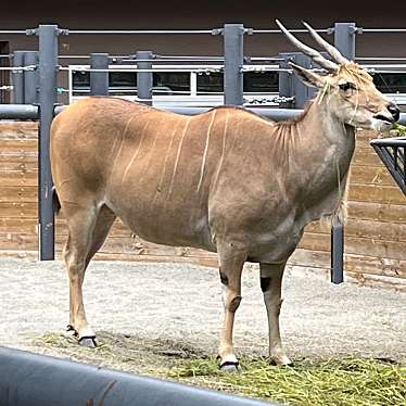 茶臼山動物園のundefinedに実際訪問訪問したユーザーunknownさんが新しく投稿した新着口コミの写真