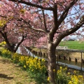 実際訪問したユーザーが直接撮影して投稿した笠松町公園笠松河津桜ロードの写真