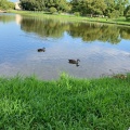 実際訪問したユーザーが直接撮影して投稿した百舌鳥夕雲町公園大仙公園の写真