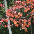 実際訪問したユーザーが直接撮影して投稿した別府公園別府公園の写真