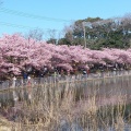 実際訪問したユーザーが直接撮影して投稿した南下浦町上宮田公園小松ケ池公園の写真