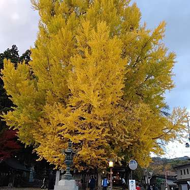 実際訪問したユーザーが直接撮影して投稿した宮内自然名所熊野神社の大イチョウ(山形県指定天然記念物)の写真