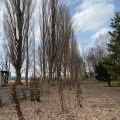 実際訪問したユーザーが直接撮影して投稿した地域名所北大ポプラ並木の写真