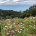 実際訪問したユーザーが直接撮影して投稿した緑台公園コスモスの丘の写真