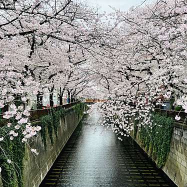meghinaさんが投稿した中目黒桜の名所のお店目黒川の桜並木/メグロガワノサクラナミキの写真