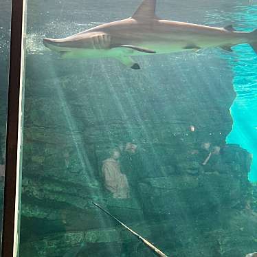 神戸市立須磨海浜水族園のundefinedに実際訪問訪問したユーザーunknownさんが新しく投稿した新着口コミの写真