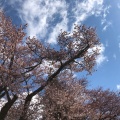 実際訪問したユーザーが直接撮影して投稿した静内田原ドライブコース二十間道路桜並木の写真