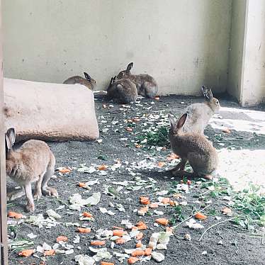 札幌市円山動物園のundefinedに実際訪問訪問したユーザーunknownさんが新しく投稿した新着口コミの写真