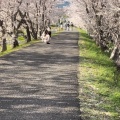 実際訪問したユーザーが直接撮影して投稿した粉河桜の名所さくらのトンネルの写真