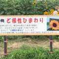 実際訪問したユーザーが直接撮影して投稿した浄谷町公園ひまわりの丘公園の写真