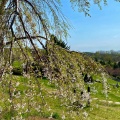 実際訪問したユーザーが直接撮影して投稿した手宮公園手宮公園の写真