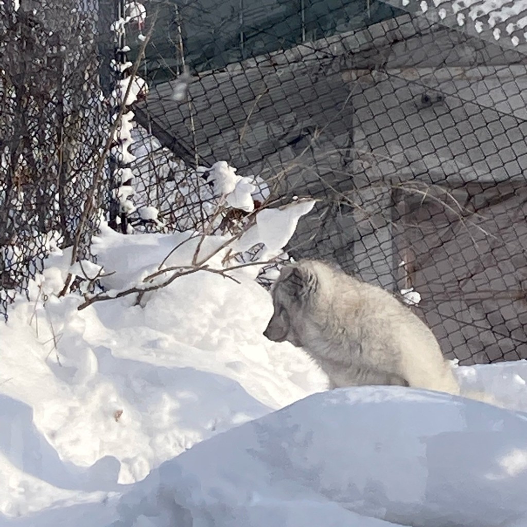 実際訪問したユーザーが直接撮影して投稿した東旭川町倉沼動物園ホッキョクギツネ舎の写真