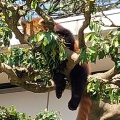 実際訪問したユーザーが直接撮影して投稿した桜町動物園鯖江市 西山動物園の写真