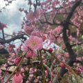 実際訪問したユーザーが直接撮影して投稿した松崎町神社防府天満宮の写真