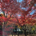 実際訪問したユーザーが直接撮影して投稿した北の丸公園公園北の丸公園の写真