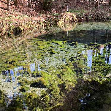 ずーーーーさんが投稿した白川名水 / 湧水百選のお店白川水源/シラカワスイゲンの写真