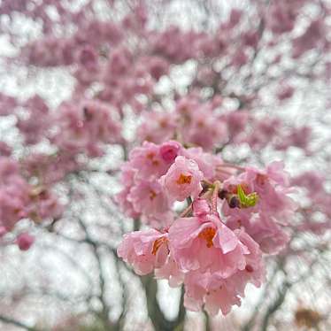 実際訪問したユーザーが直接撮影して投稿した池田町シンヤマ公園丸山公園の写真