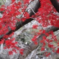 実際訪問したユーザーが直接撮影して投稿した別府公園別府公園の写真