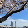 実際訪問したユーザーが直接撮影して投稿した河川隅田川の写真