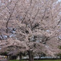 実際訪問したユーザーが直接撮影して投稿した大師公園公園大師公園の写真