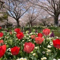 実際訪問したユーザーが直接撮影して投稿した大島公園大島小松川公園の写真